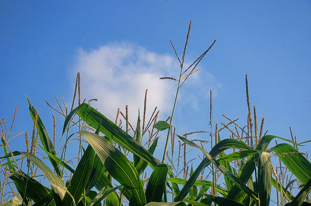 How you can celebrate Canada’s Agriculture Day