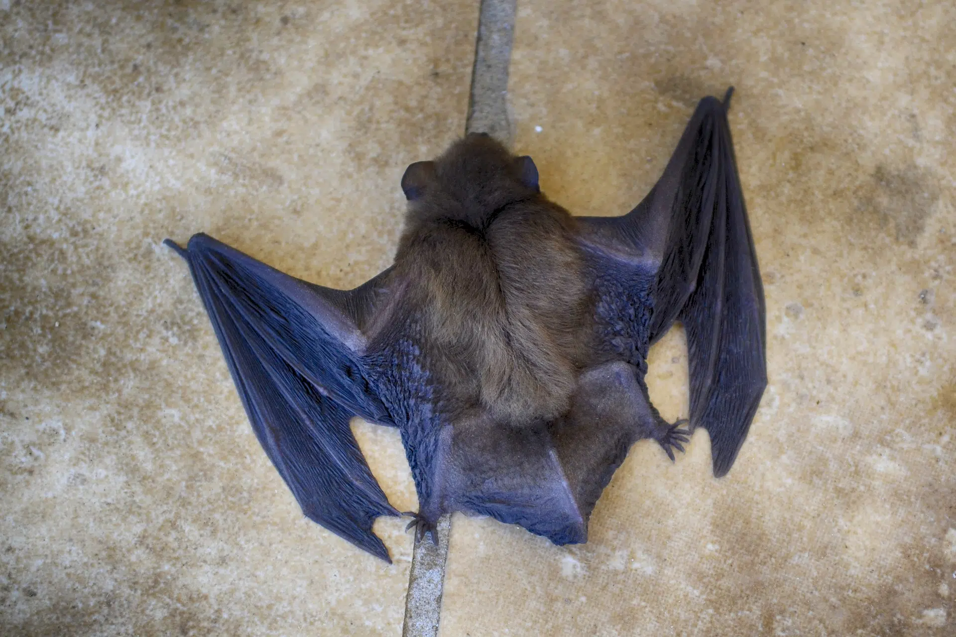 How bats can be the key to the next pandemic 106.9 The X