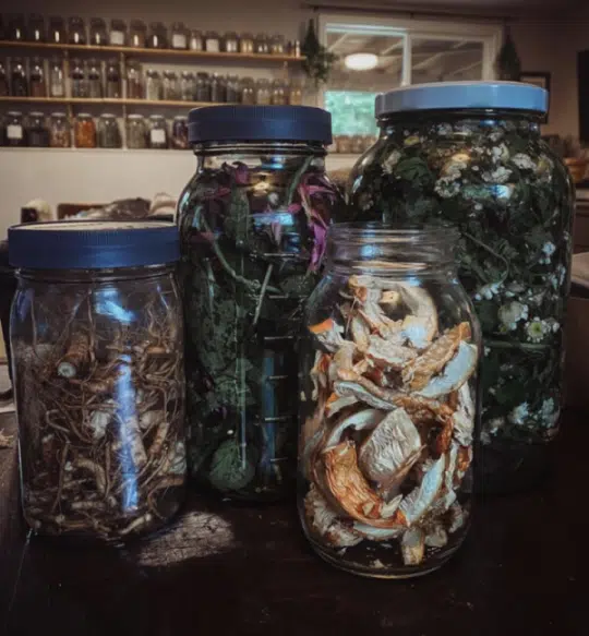 The world of herbalism