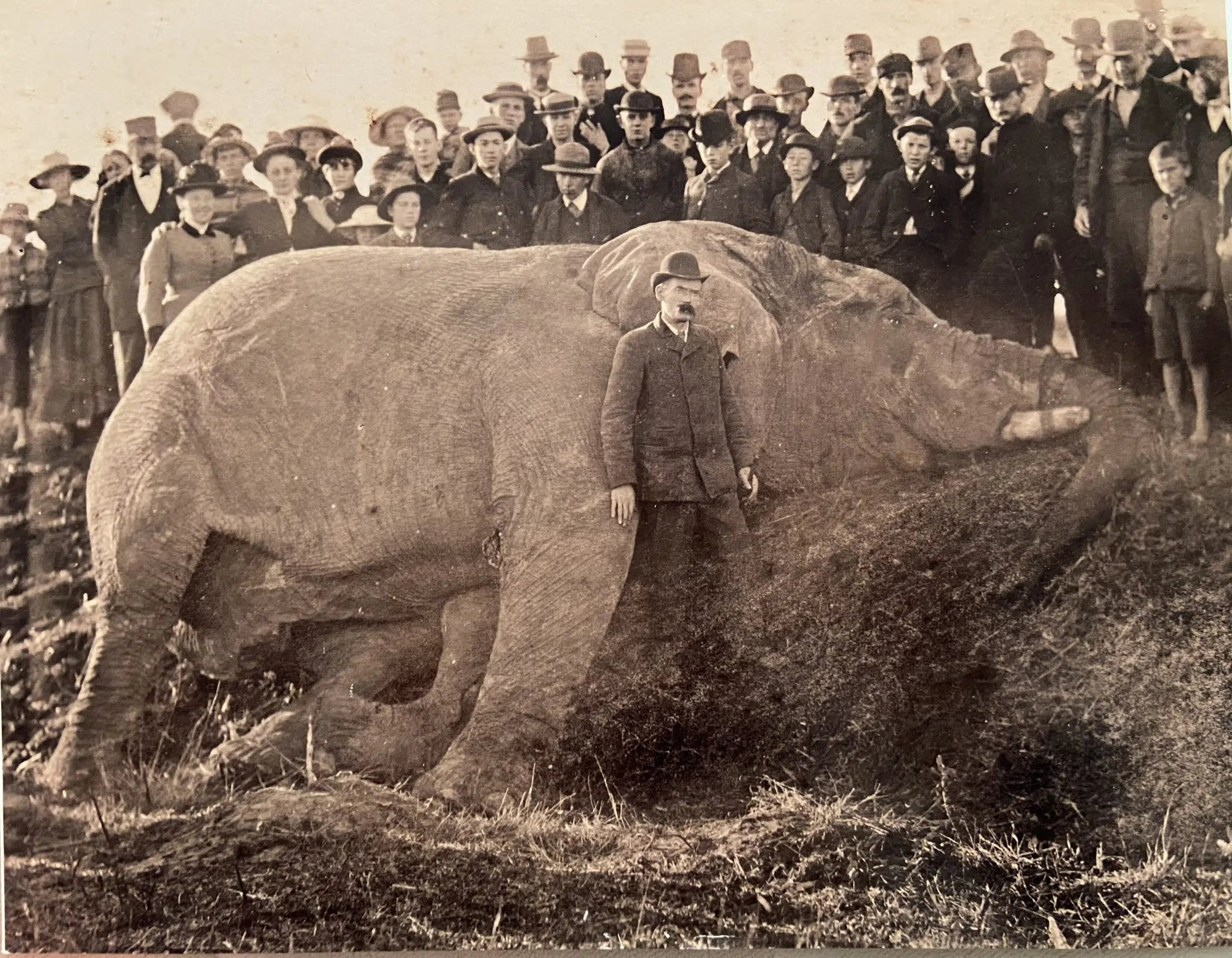 What killed Jumbo the elephant?