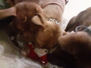three dogs opening a present
