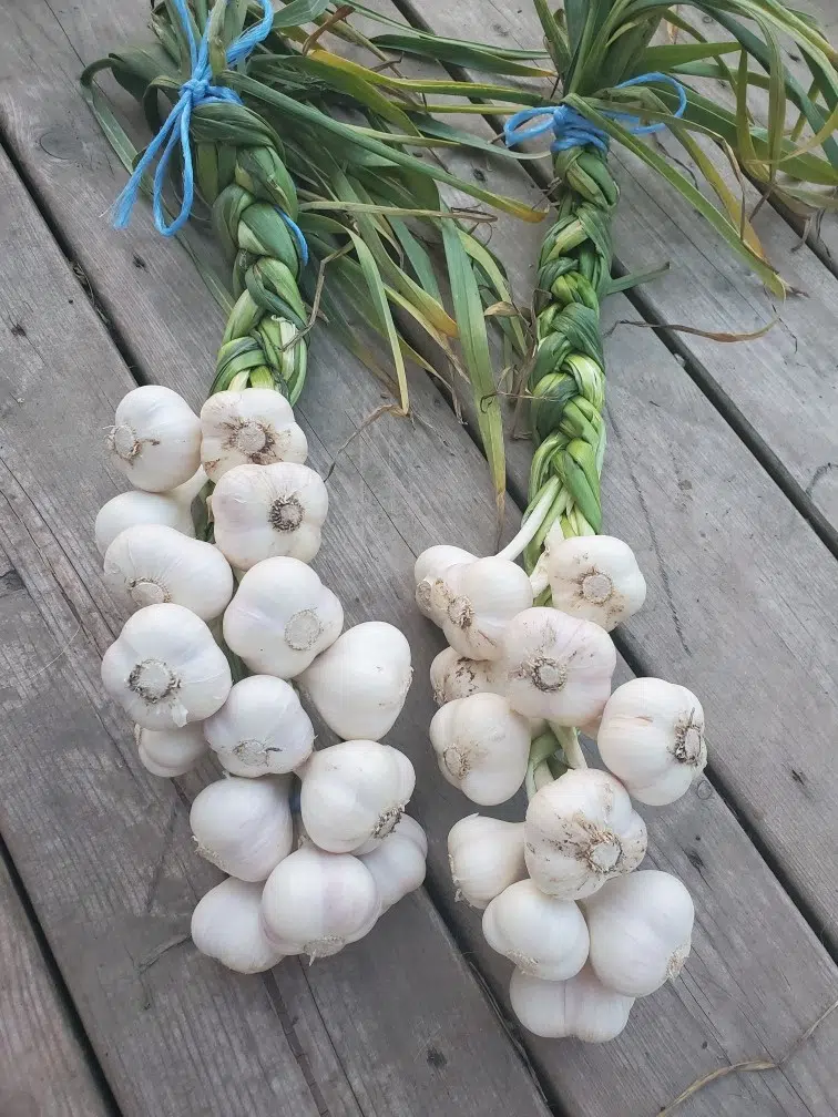 Ontario Garlic Week McClure Eats producing close to 3000 bulbs of