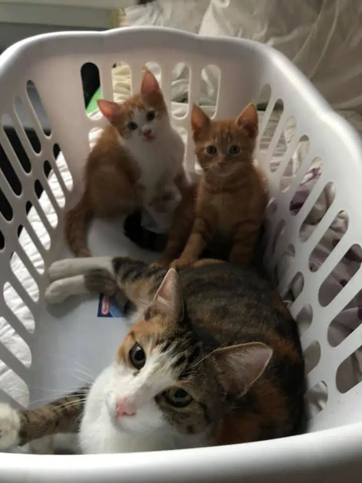 Humane Society receives big financial boost PTBO Today