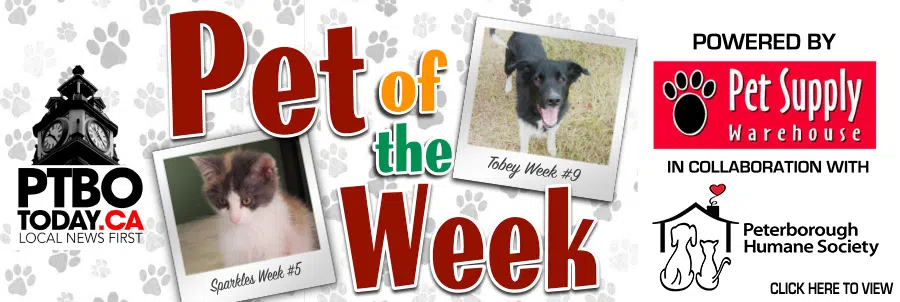 Feature: https://www.ptbotoday.ca/pet-of-the-week/