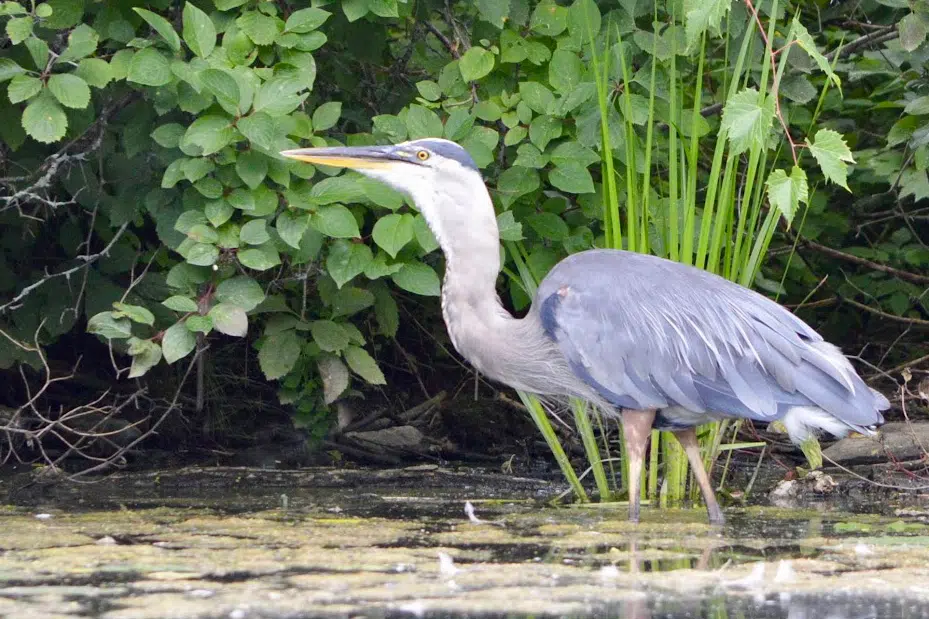 the-great-blue-heron-announced-as-peterborough-s-first-official-city