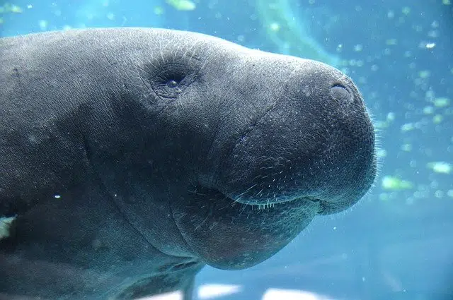 Mote Marine manatees make Super Bowl LVI prediction