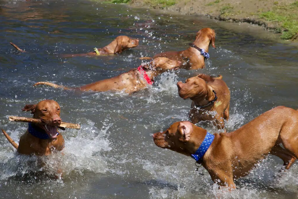 The Dog Days of Summer are Here