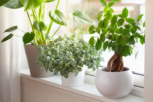 Houseplants benefit work and home life
