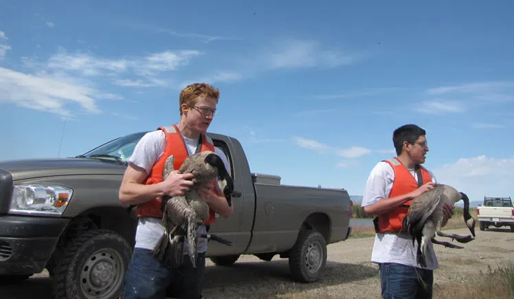 Testing for Avian Flu Follows Reports of Dead Birds