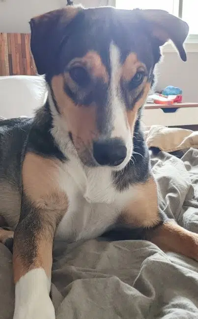 Today is National Puppy Day