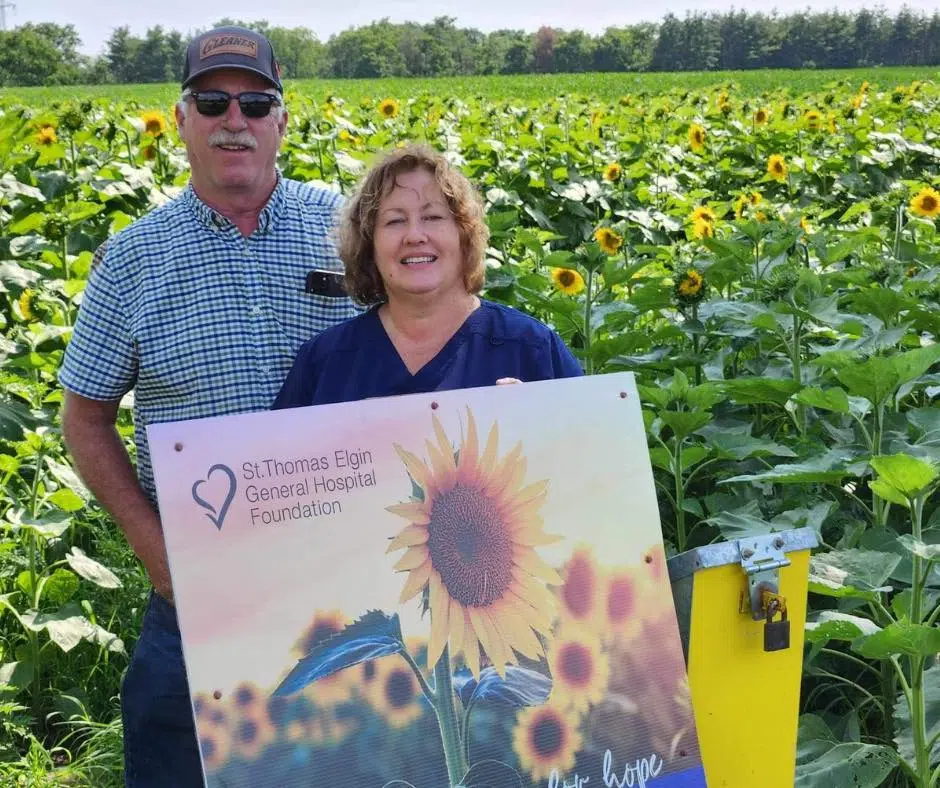 Community Spotlight “Sunflowers for Hope” returns in support of STEGH