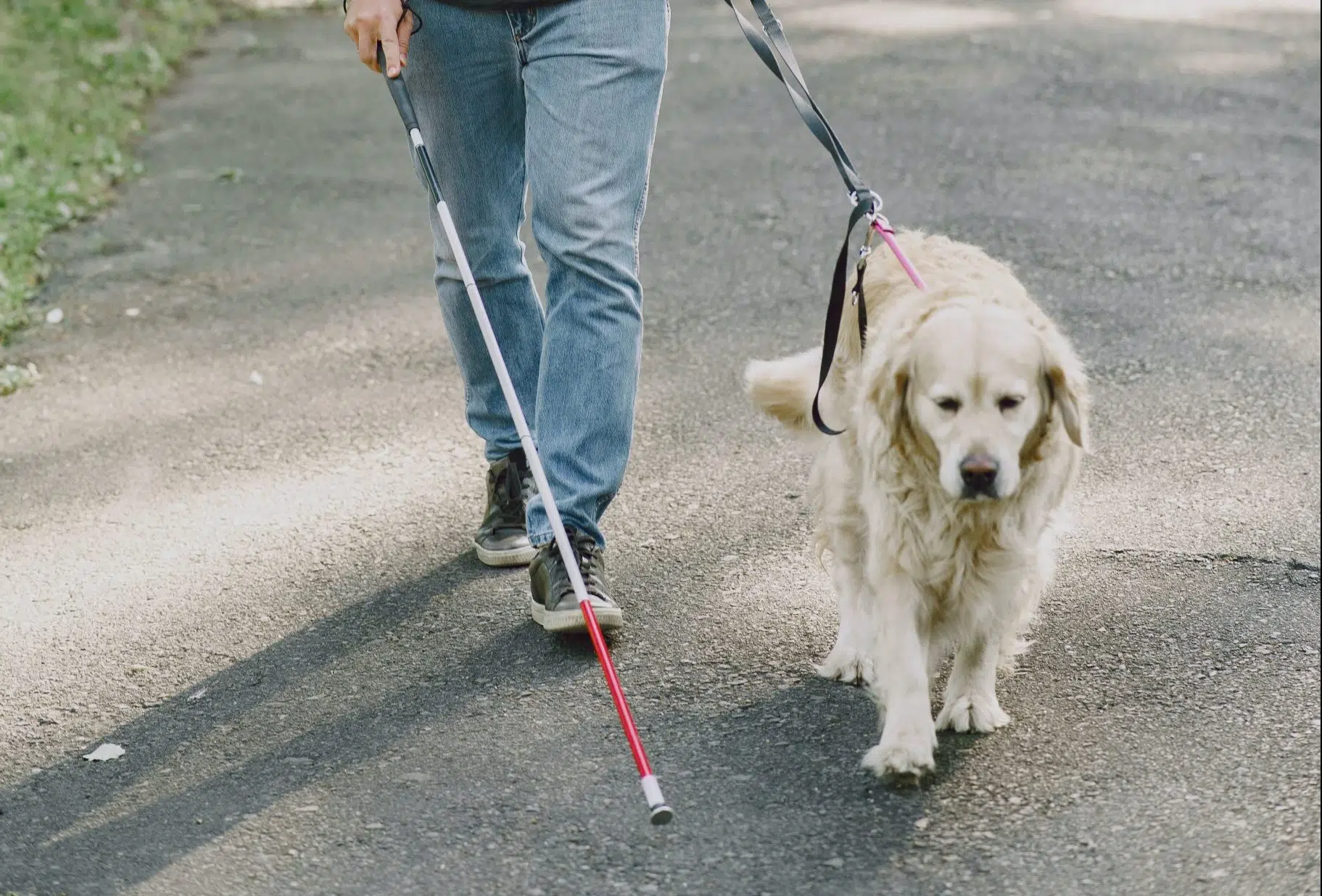 How Much Does A Trained Seeing Eye Dog Cost