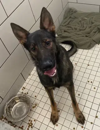 Dufferin OPP Asking For Help Locating Owner of Lost Dog