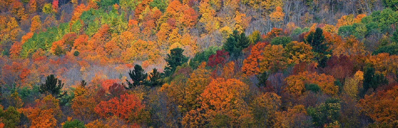 Tips for Enjoying the Fall Colours in Orangeville