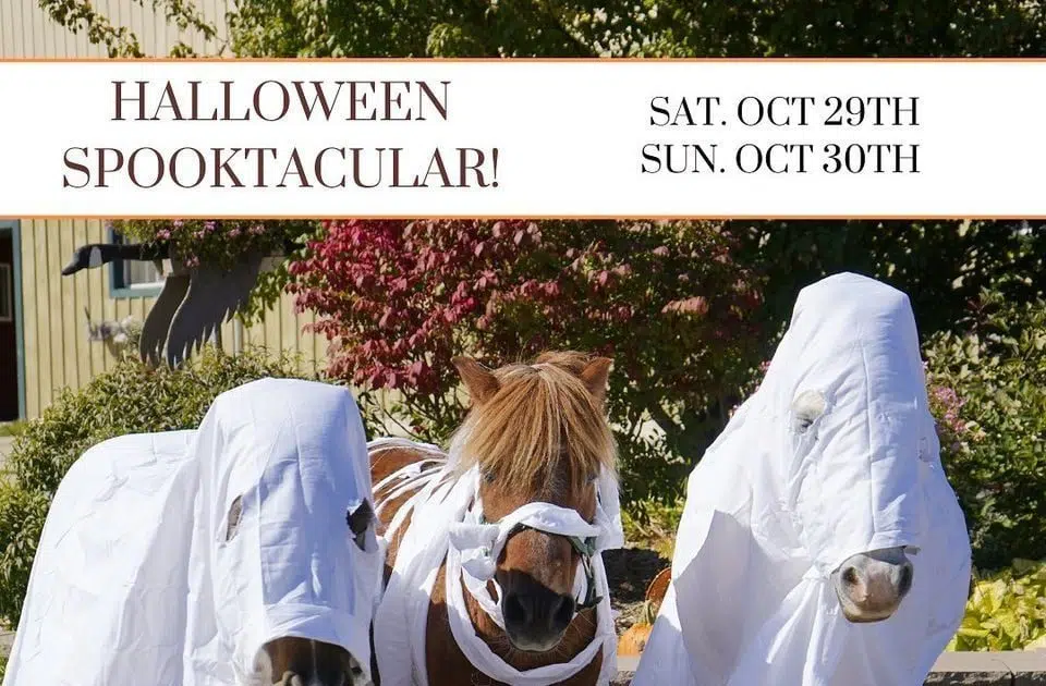 Orangeville Events This Weekend (Halloween Edition!) FM101 Orangeville Today