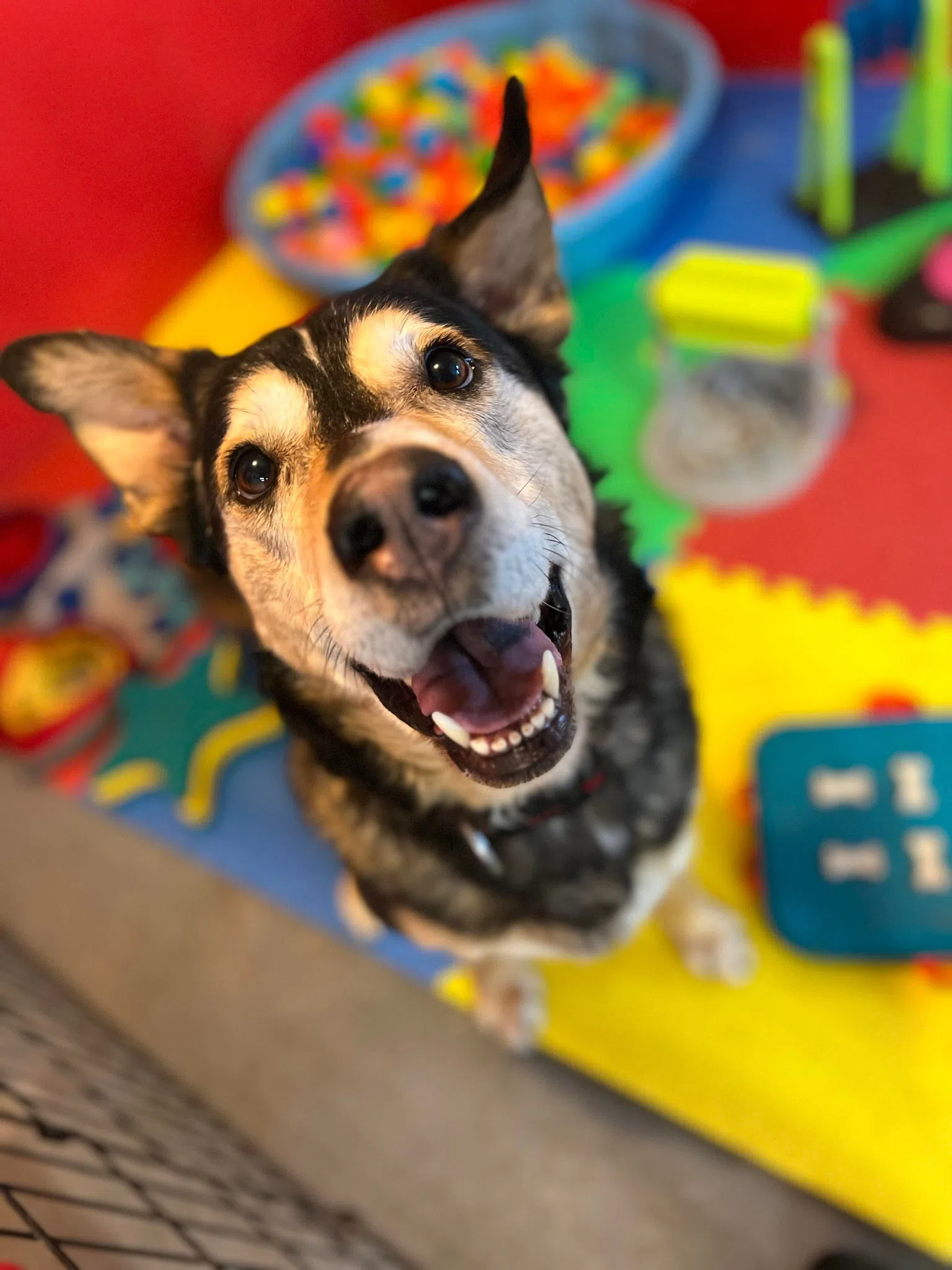 COMMUNITY SPOTLIGHT Colborne dog rescue helping out with pet food bank