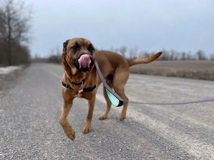 COMMUNITY SPOTLIGHT Ruff Start New Beginnings Dog Rescue in Colborne