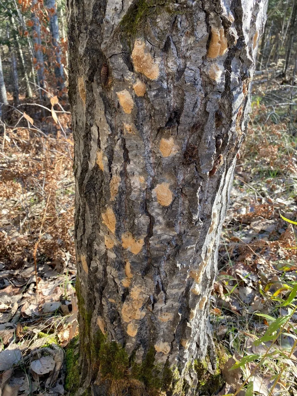 Spongy Moth, Emerald Ash Borer and Beech Bark Disease continue to ...