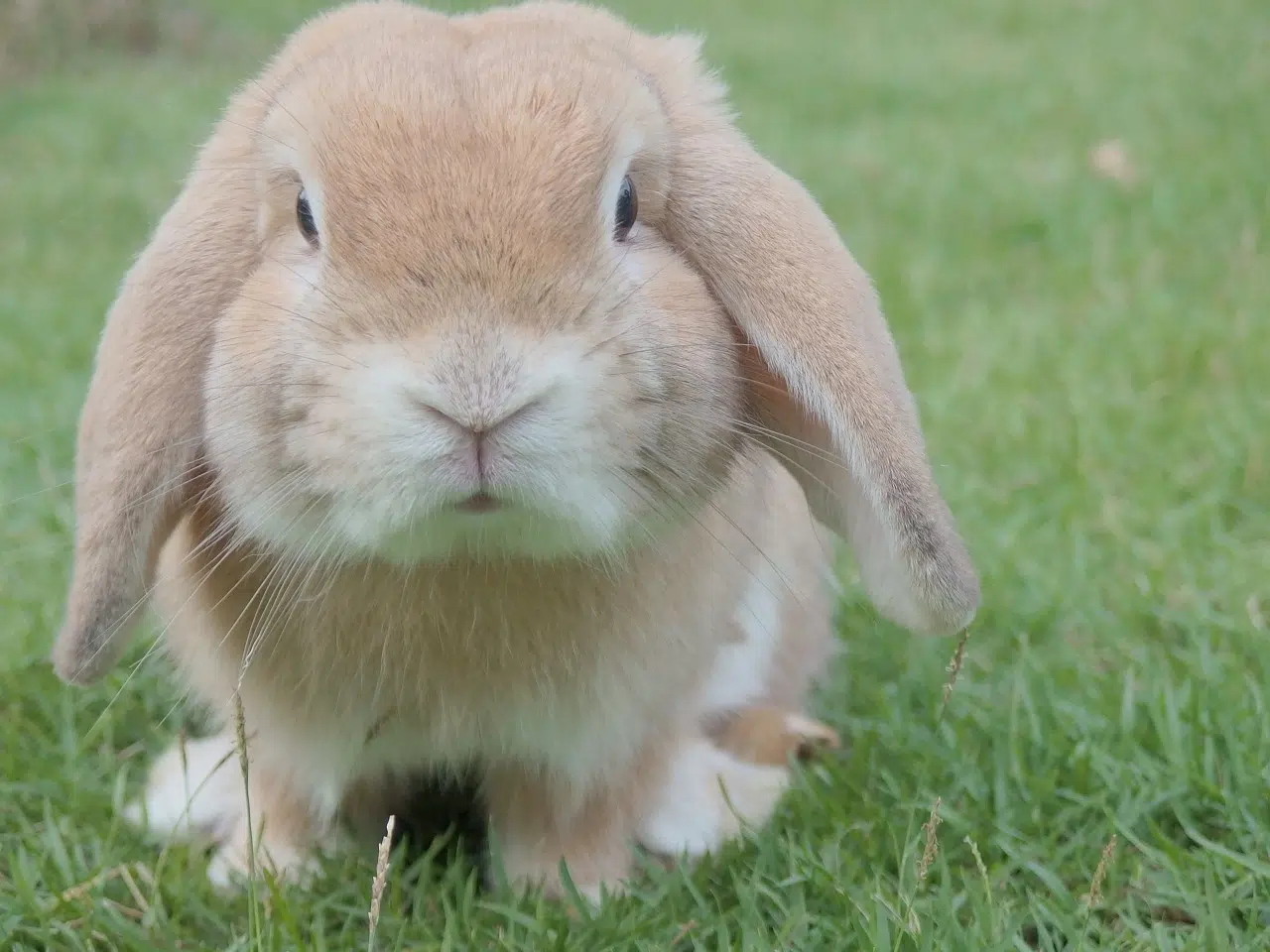 cocoa puffs rabbit