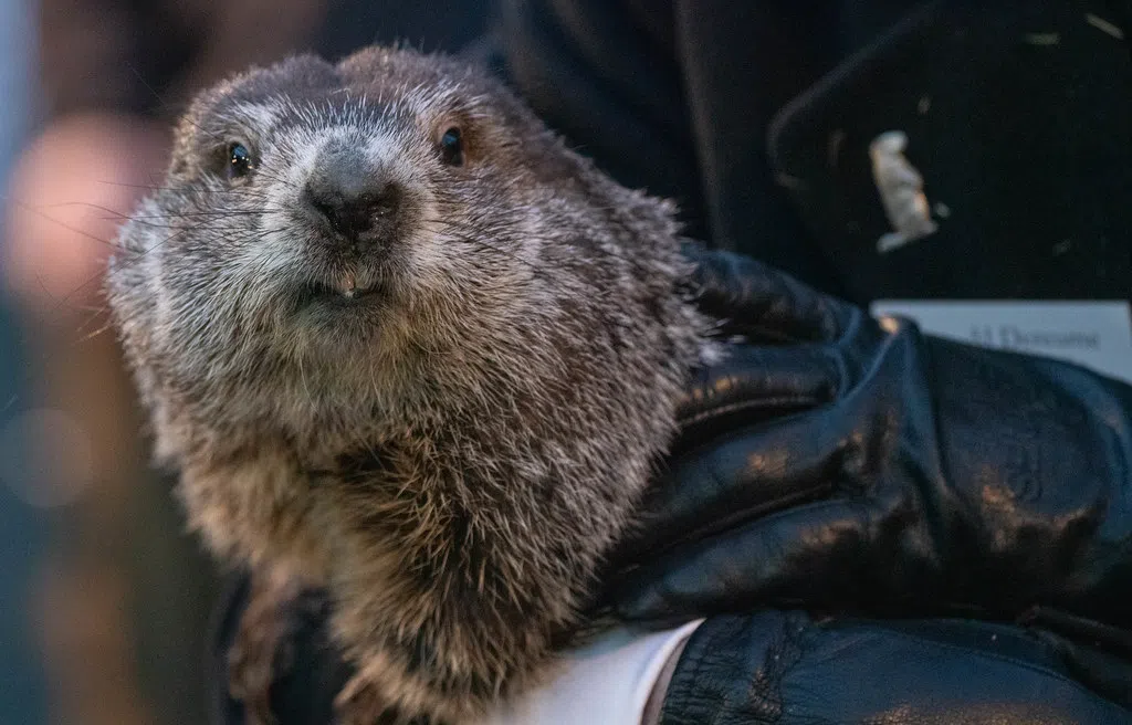A Closer Look at the Science Behind and the Accuracy of Groundhog Day