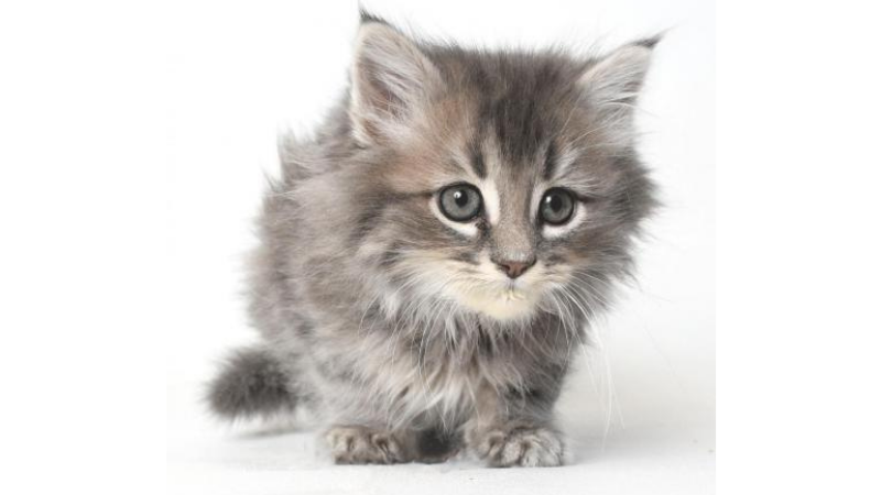Meet Dumbledore- This Week's APL Pet Project | WMAY | Stay Informed. Stay Connected. - Vimarsana News