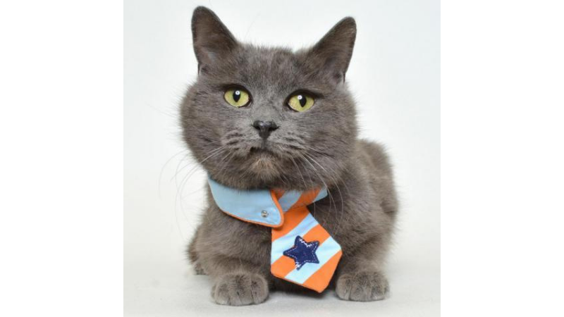 Meet Geoffry– Our APL Pet Project This Week - Vimarsana News