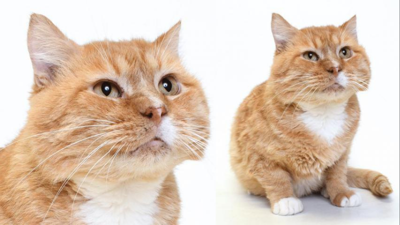 Meet Lee– Our APL Pet Project This Week - Vimarsana News
