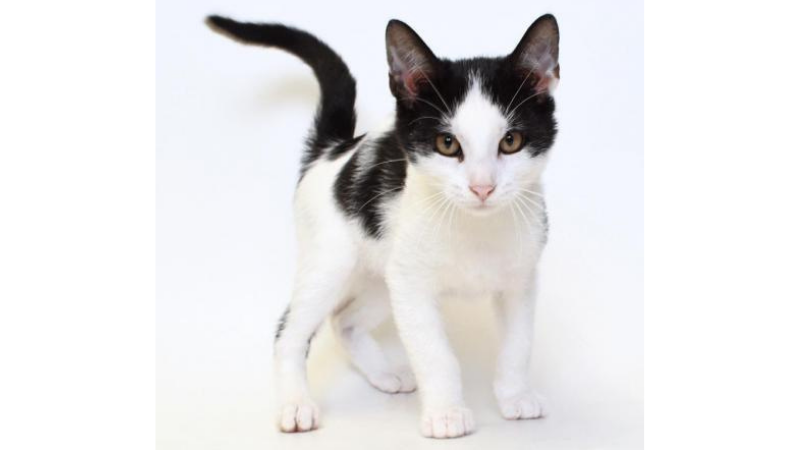 Meet Shiva– Our APL Pet Project This Week - Vimarsana News