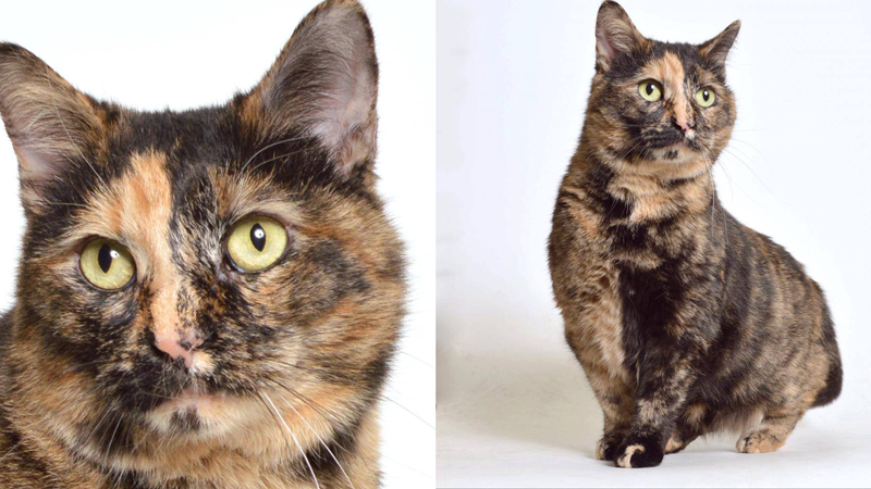 Meet Cheeto: The APL Project This Week! - Vimarsana News