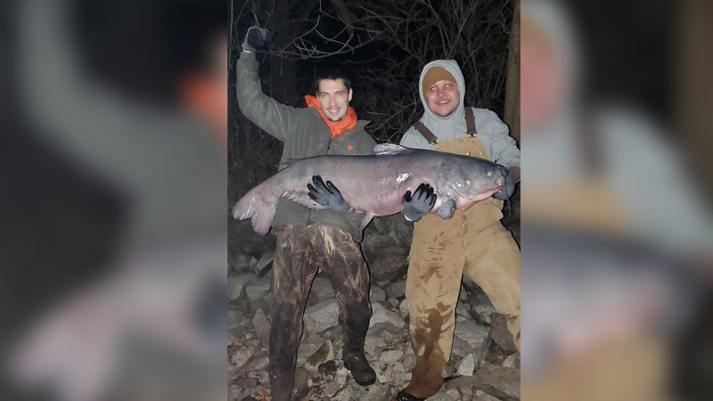Fishermen Reel In 82 Pound Fish From Lake Springfield - Vimarsana News