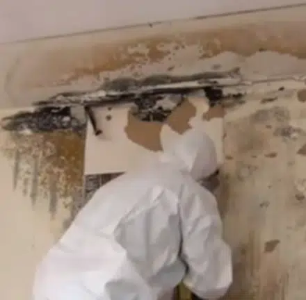 Mold Will Continue to Grow Unless Effectively Cleaned