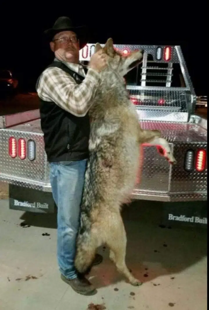 Grey Wolf Shot South Of Bassett Last Fall | KNLV AM & FM