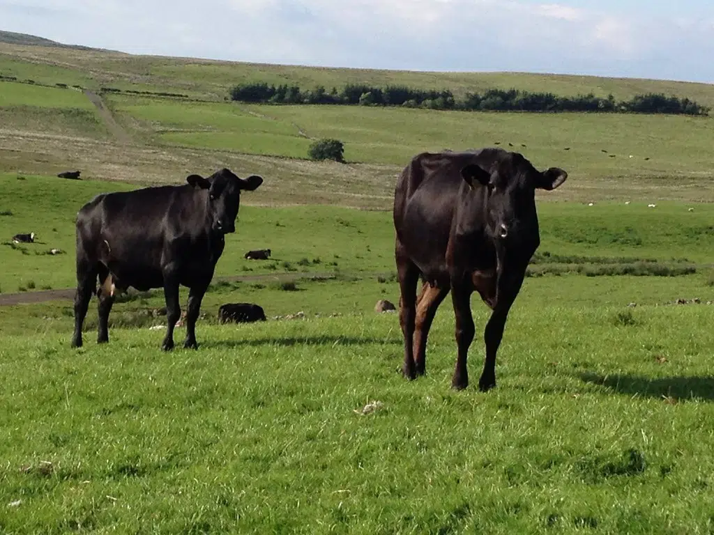Angus Beef for Sale KNLV AM & FM