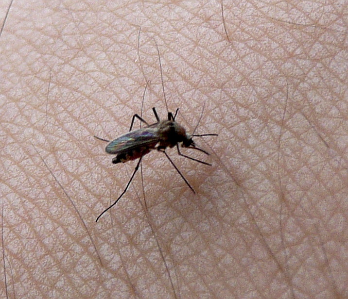 West Nile Virus Infected Mosquitos Spike in Nebraska - Vimarsana News