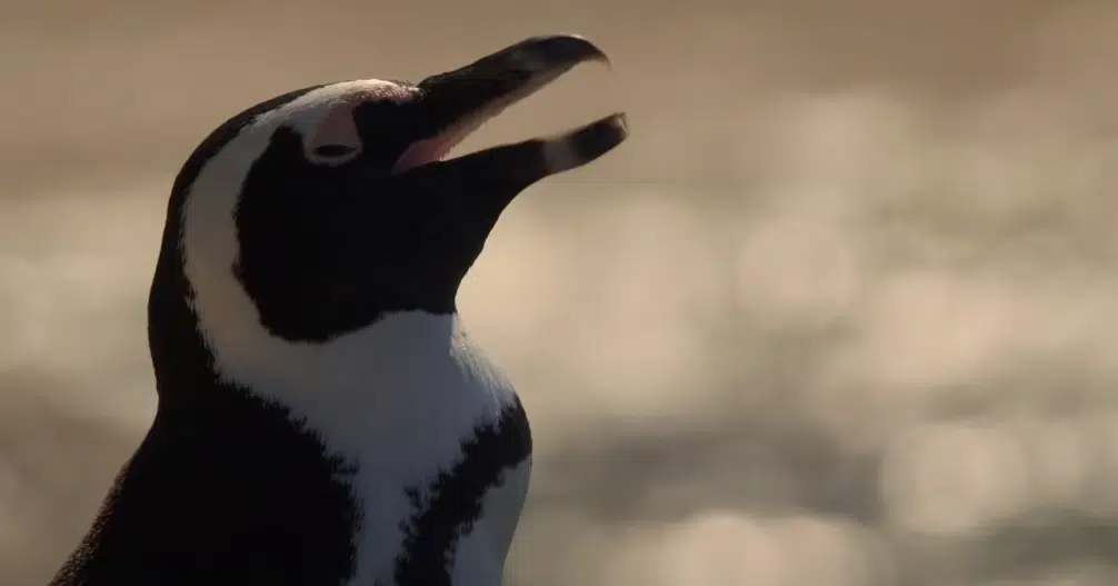 Netflix Announces “Penguin Town” ENERGY 106