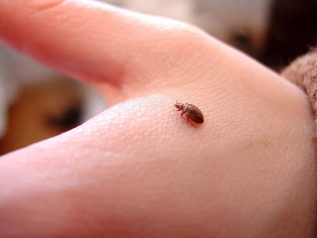 Halifax no longer among Canada’s worst cities for bed bugs Surge 105