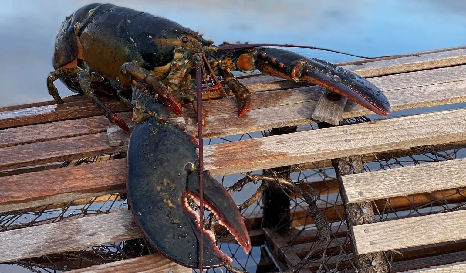 Nevermind groundhogs, Nova Scotia has a LOBSTER! | Hot Country 103.5