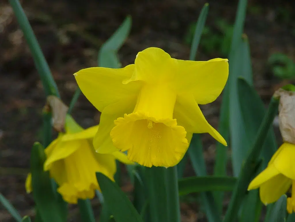 The Canadian Cancer Society’s Daffodil Campaign Returns Hot Country 103.5