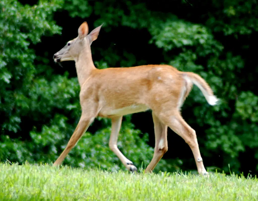 Louisiana Wildlife Officials Concerned About Chronic Wasting Disease Infecting White Tailed Deer 6216