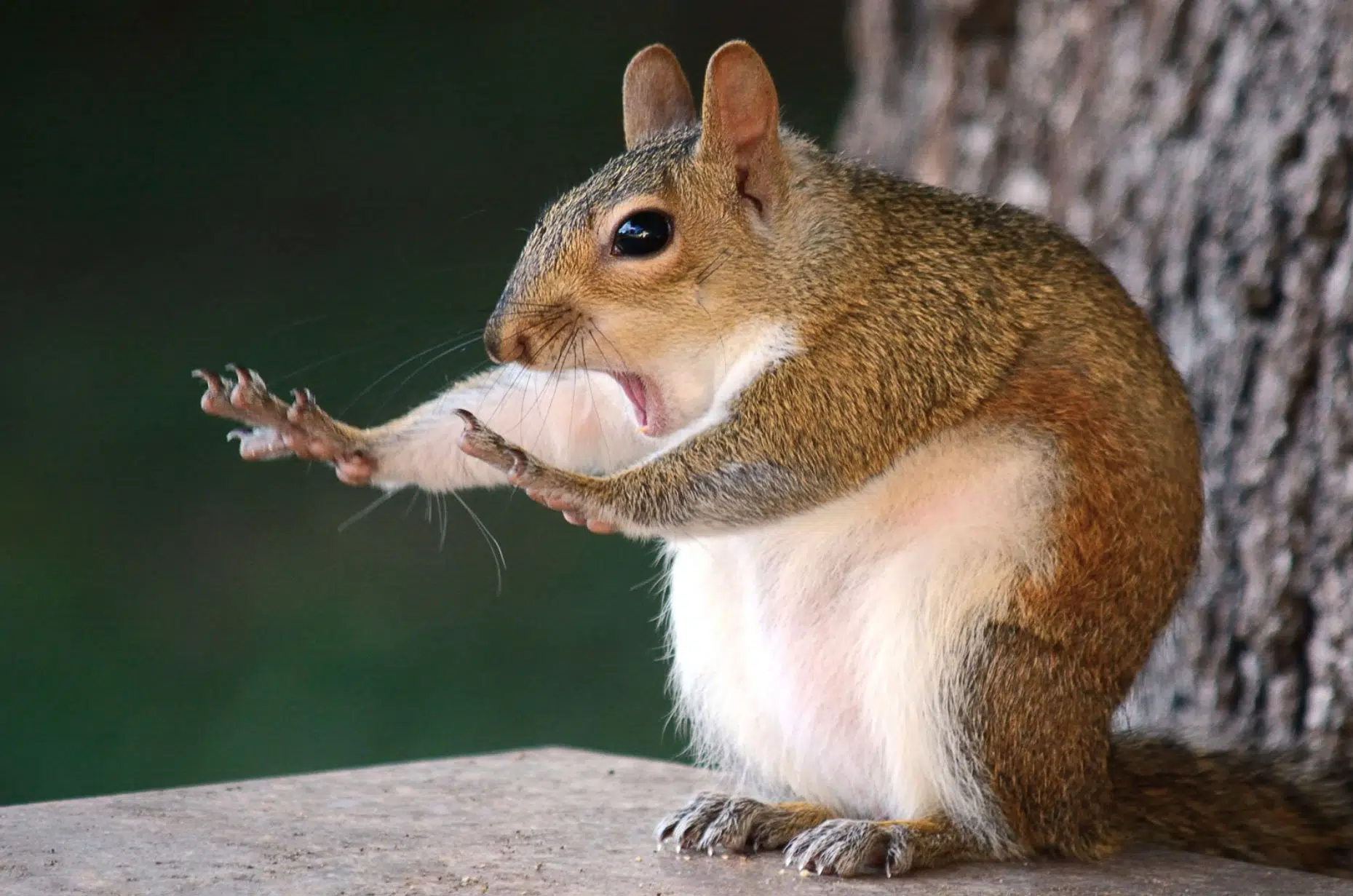 78-year-old-slidell-man-injured-in-squirrel-attack