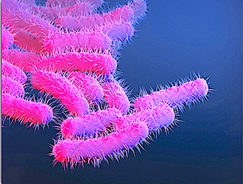 Growing cases of bacteria-related shigella infections are spreading and becoming less responsive to drugs - Vimarsana News
