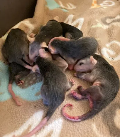 Metropolis Animal Control Officer John Roman Saves Baby Opposums