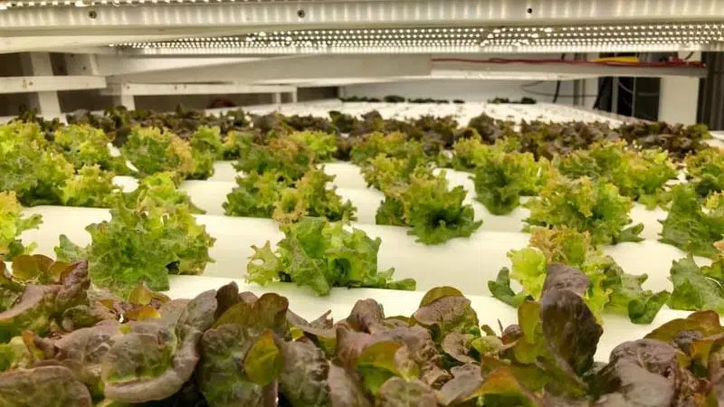 Let-Us Grow Hydroponics one year in Hudson Bay's former school | northeastNOW