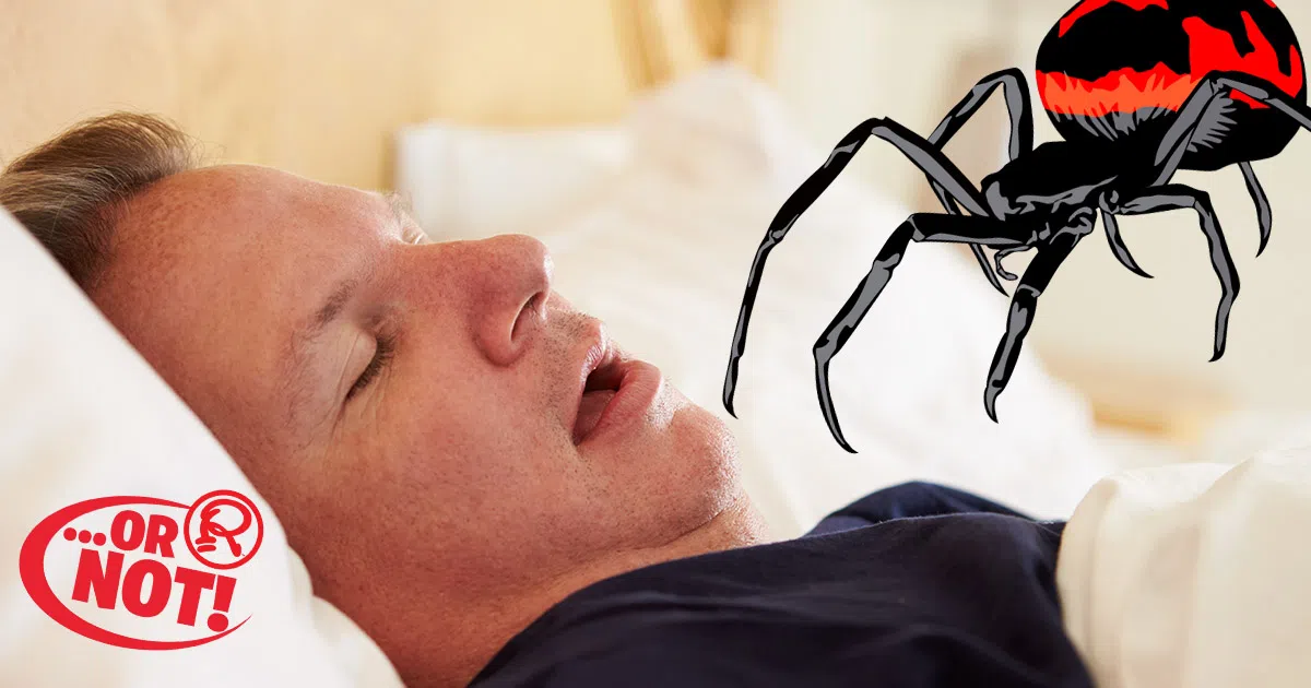 swallow eight spiders