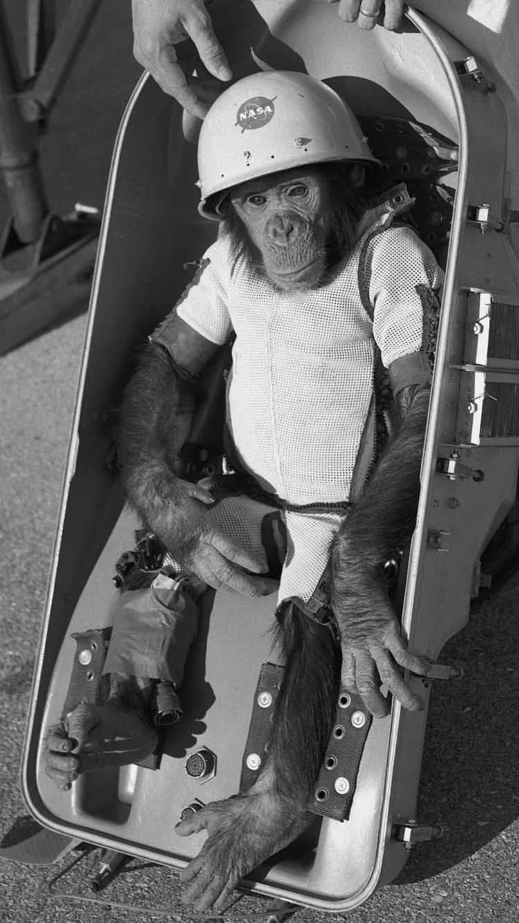 Ham space chimp before takeoff