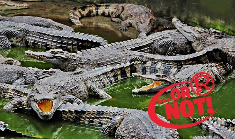 moat crocodiles