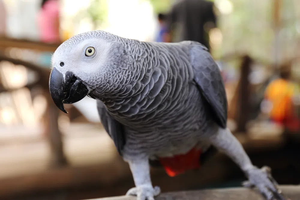gray parrot
