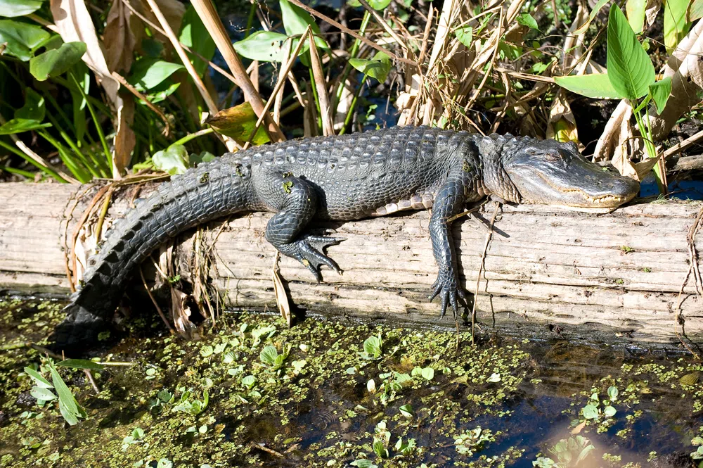 sunning alligator
