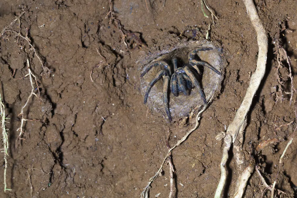 oldest spider