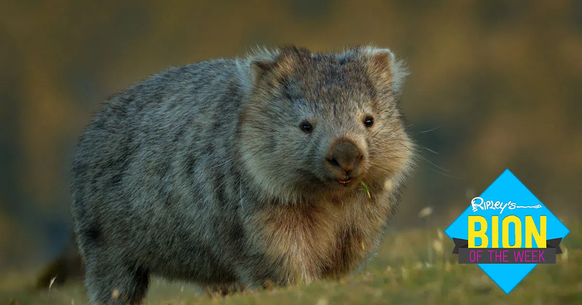 wombat
